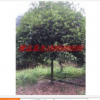 上海桂花樹(shù)|上海高桿桂花樹(shù)價(jià)格|上海金品桂花|上海桂花樹(shù)供應(yīng)