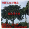 四川紅豆杉|雅安紅豆杉|四川紅豆杉價(jià)格|四川紅豆杉小苗|