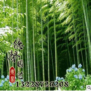 直銷各種優質竹子 四季常青 毛竹價格 規格齊全 量大優惠 毛竹類