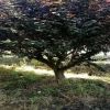 供應肥西15-30公分紅葉李