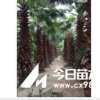 老人葵1-6m，華棕，老人葵地苗，老人葵價格