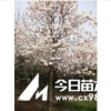 園林價(jià)格，白玉蘭價(jià)格，白玉蘭苗木價(jià)格，白玉蘭樹(shù)苗價(jià)格
