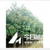 廣玉蘭，廣玉蘭價(jià)格，廣玉蘭苗木價(jià)格