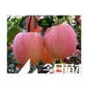 紅富士蘋果苗，蘋果苗批發