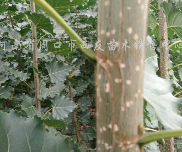 楊樹