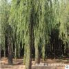 基地大量供應柳樹苗適應性強 耐旱生長旺盛柳樹苗質量保證