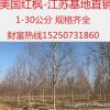 基地直銷美國(guó)紅楓樹苗 正宗秋火焰 綠化工程苗 紅楓小苗 美國(guó)紅楓