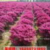 低價(jià)供應(yīng)紅花繼木 紅花繼木小苗 園林綠化用苗 花色優(yōu)美 苗圃直銷