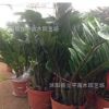 批發(fā)室內(nèi)植物 金錢樹盆栽 觀葉植物 花卉綠植 凈化空氣 觀賞植物
