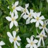 基地大量熱銷優(yōu)質梔子花 牡丹梔子花 牡丹花苗 花大濃香 凈化空氣