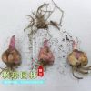 室內(nèi)桌面綠植盆栽種球花卉