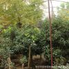 基地批發四季桂花樹苗 嫁接丹桂金桂樹八月盆栽盆景花卉庭院綠植
