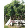 供應(yīng)高山榕，大葉榕，小葉榕－普寧南景花木場