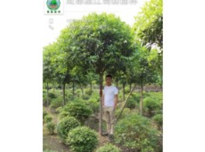 大量供應高桿桂花