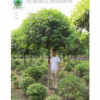 大量供應高桿桂花