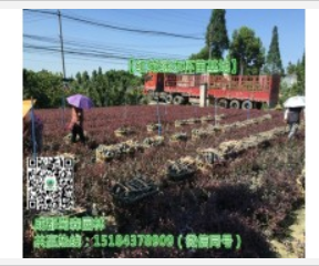 四川彩葉工程苗海量批發-四川各類工程苗海量批發