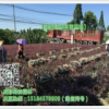四川彩葉工程苗海量批發-四川各類工程苗海量批發