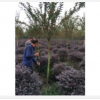 成都精品天竺桂-四川大紅紫薇-蜀森園林給你們搬新家！