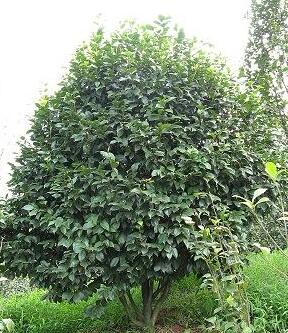 茶花2