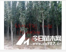 專業(yè)批發(fā)出售毛白楊及幼苗