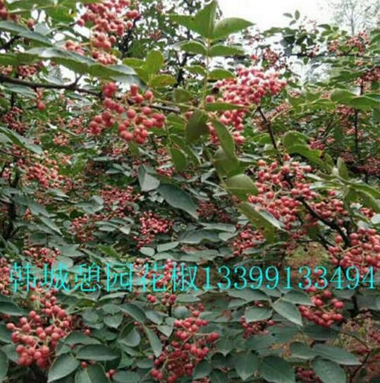 韓城大紅袍花椒苗無刺大紅袍花椒苗花椒苗