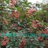 韓城大紅袍花椒苗無(wú)刺大紅袍花椒苗花椒苗