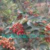 韓城大紅袍花椒苗無(wú)刺大紅袍花椒苗花椒樹