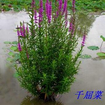 基地直銷優質水生植物千屈菜 池塘植物水枝柳人工濕地對葉子蓮