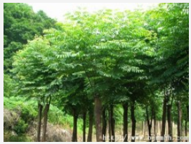 欒樹直銷 欒樹哪家好？河北榮盛信譽保證