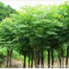 欒樹直銷 欒樹哪家好？河北榮盛信譽保證