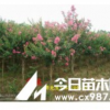 供應紫薇小苗