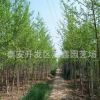 山東4公分銀杏苗價(jià)格 道路栽植銀杏樹基地