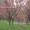 出售櫻花樹苗價(jià)格 櫻花基地