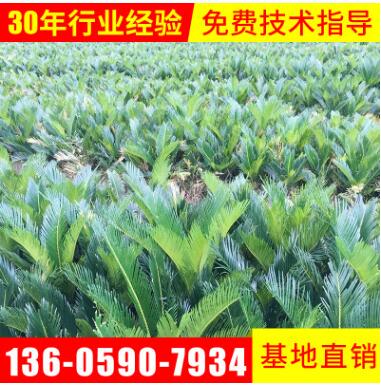 基地批發(fā)綠化苗木鐵樹(shù)苗批發(fā)直徑10公分左右蘇鐵苗種植鐵樹(shù)苗價(jià)格