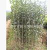 供應(yīng)移栽3年生，高100-180公分福建丹桂苗 紅桂花苗
