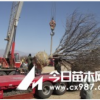 八棱海棠樹 八棱海棠樹