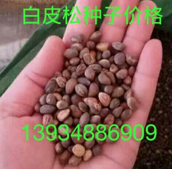 白皮松種子 白皮松種子價(jià)格