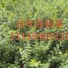 山西連翹苗基地=山西連翹苗價格=山西連翹樹苗批發(fā)