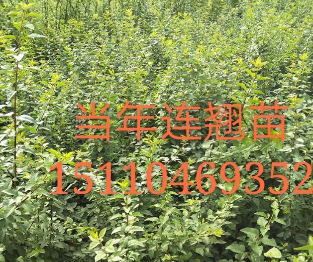 哪里有一年側(cè)柏苗，側(cè)柏基地，山西側(cè)柏苗價格
