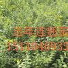 哪里有一年側(cè)柏苗，側(cè)柏基地，山西側(cè)柏苗價格