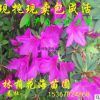 基地直銷 綠籬花卉植物杜鵑花 多規(guī)格毛鵑 杜鵑球 花色艷麗當年開