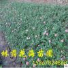 苗圃低價批發工程綠化常綠賞花灌木月季花小苗 小花月季 鉆石月季