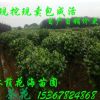 大量批發綠化苗木花卉植物茶花球 茶花苗 花期長 規格齊全