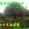 苗圃直銷綠化常綠喬木行道樹石楠 石楠球 紅葉石楠樹 規格齊全