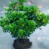 開花盆景植物 米蘭花 室內客廳綠植盆栽 驅蚊子 四季常青花卉苗