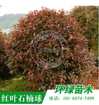 批發(fā)供應(yīng) 紅葉石楠球獨(dú)桿紅葉石楠園林工程綠化苗木規(guī)格齊全