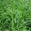 綠化小苗 麥冬草 護坡綠化 麥冬草小苗 規(guī)格齊全工程綠化草坪