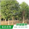 樂昌含笑 批發(fā)大喬木苗圃直銷價格優(yōu)惠各種綠化苗木