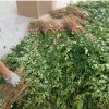 大量供應(yīng)花椒樹 雙優(yōu)苗圃直銷花椒樹 大紅袍花椒樹 九葉青花椒樹