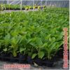 八仙花苗 繡球花盆栽 庭院別墅花園觀賞八仙花 當年開花 花色全